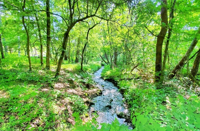 新緑の森と小川の画像